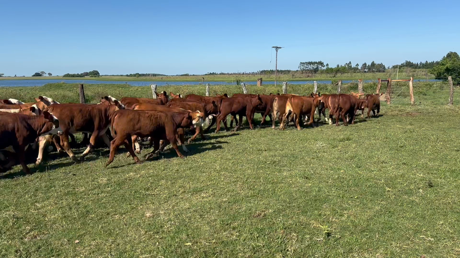 Lote 68 Terneras