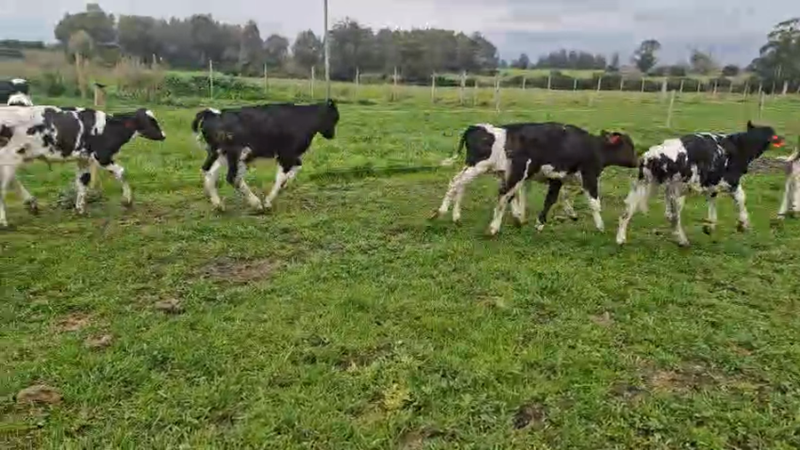 Lote 12 Terneros a remate en Pantalla Aniversario - Escritorio Camy 90kg - , San José