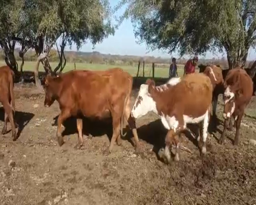 Lote 7 Vaquillonas  AA Y CRUZAS, San José