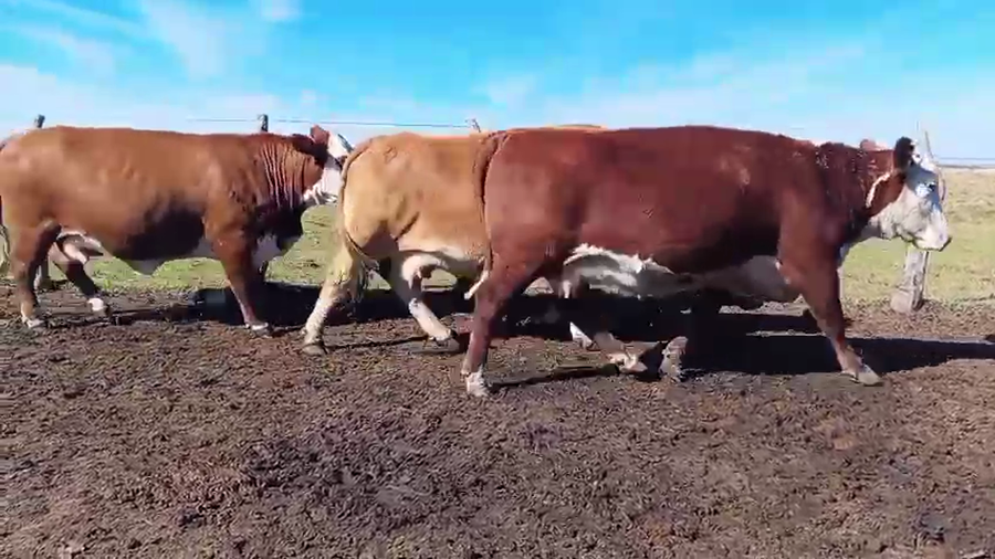 Lote 30 Vaca Consumo