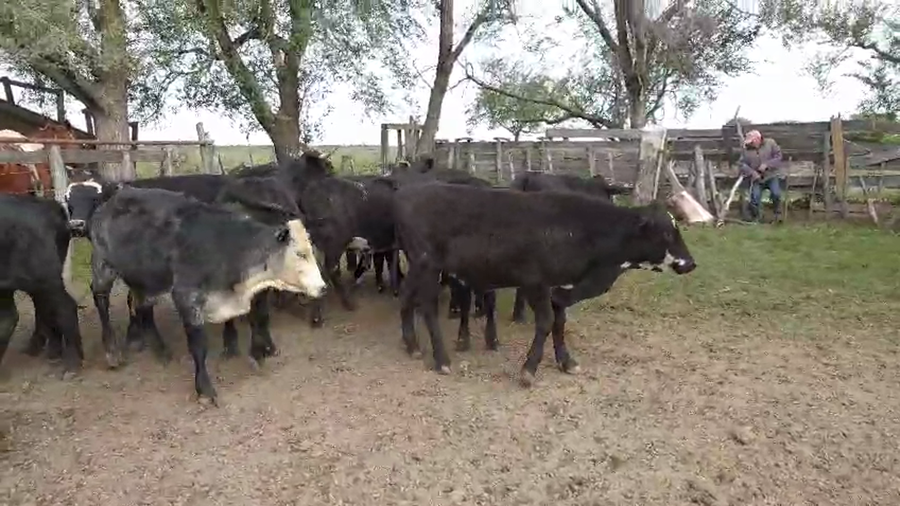 Lote 20 Novillitos