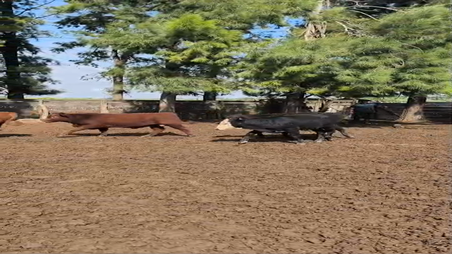 Lote 60 Terneros/as Aberdeen angus en Colonia Silva, Santa Fe