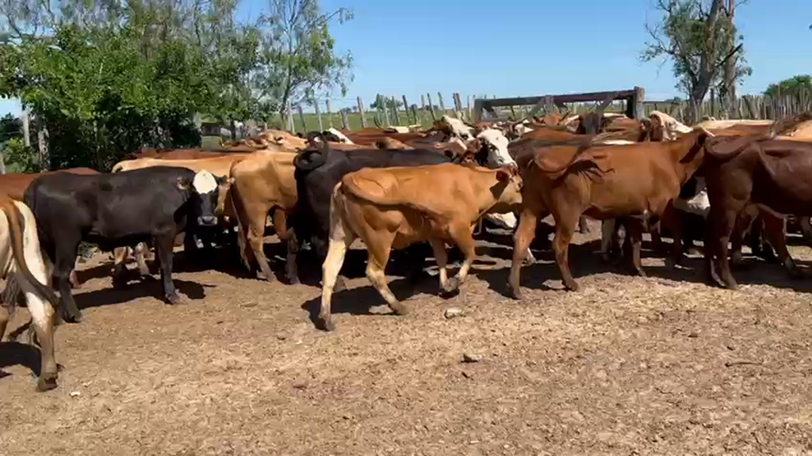 Lote 45 Vaquillonas en Esquina, Corrientes