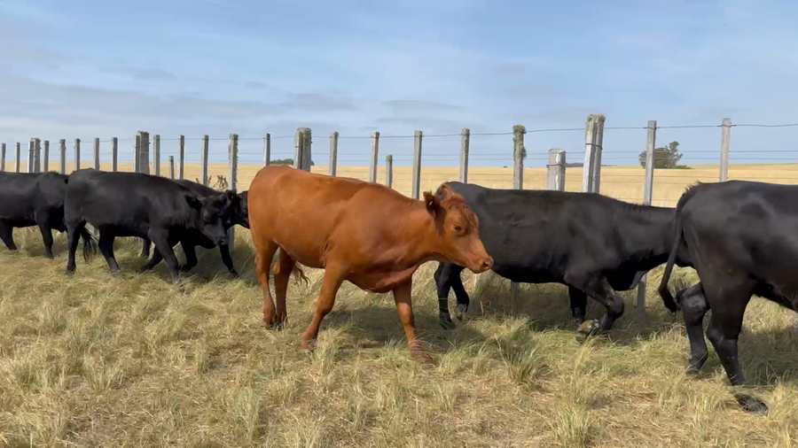 Lote 50 Vaquillonas más de 2 años en Molles de Timote, Florida