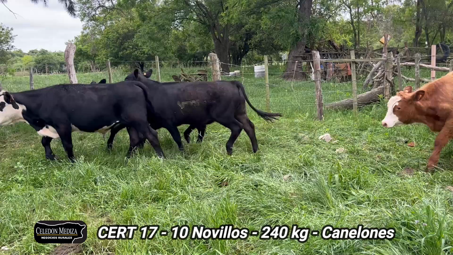 Lote 10 Novillos 1 a 2 años en Olmos, Canelones