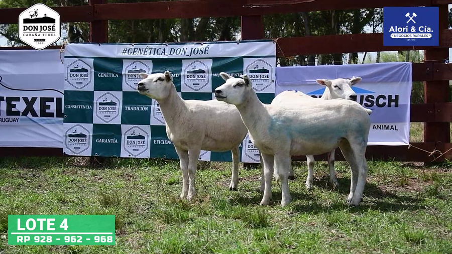 Lote 3 Borregas Texel a remate en Texel Don José 2022 en Tupambaé