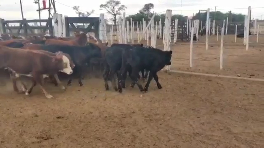 Lote 70 Terneros en Tintina, Santiago del Estero