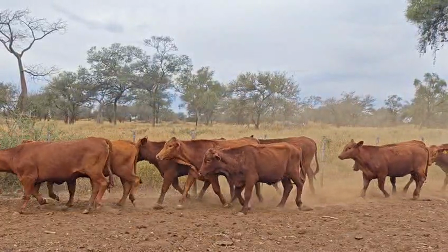 Lote 43 Vaquillonas