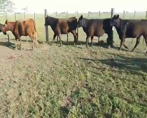 Lote 18 Vaquillonas en Rauch, Buenos Aires