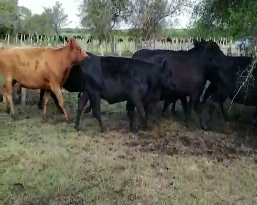 Lote 27 Vacas de invernar en Villaguay, Entre Ríos