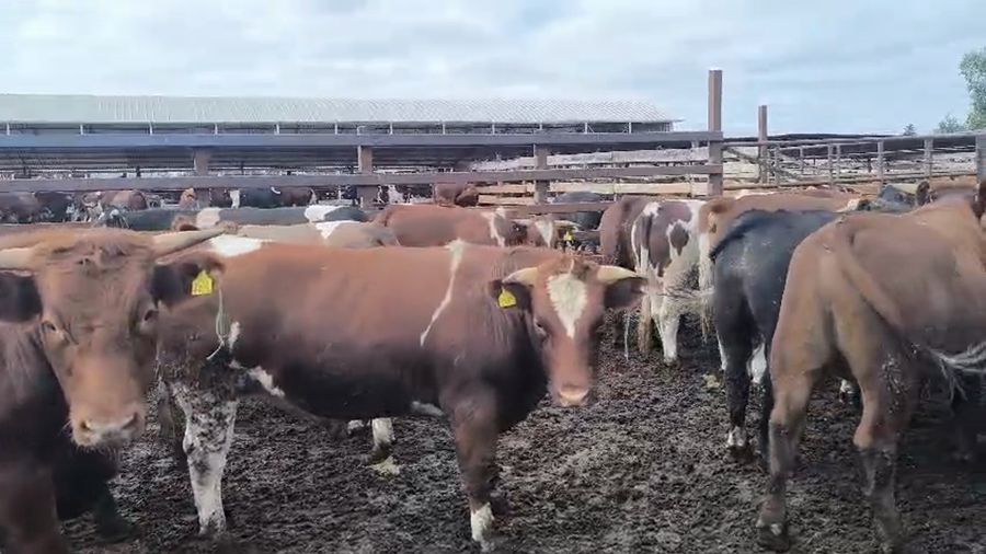 Lote 40 Novillo Gordo en Los Ángeles, VIII Región Biobío