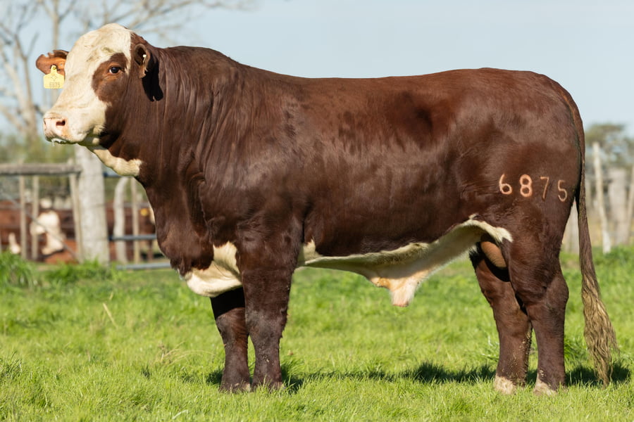 Lote Toros señal 22