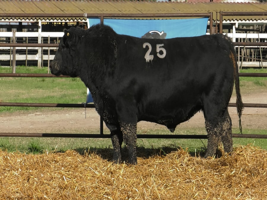 Lote TOROS ANGUS NEGROS PC