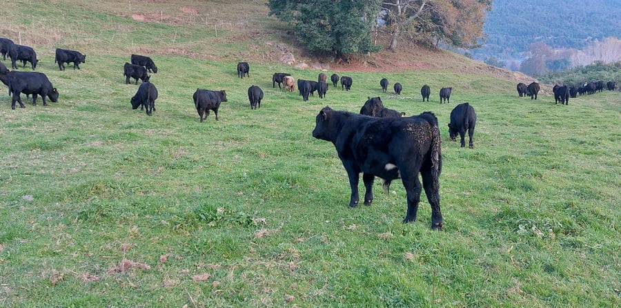 Lote 52 Ternero en Lago Ranco, XIV Región Los Ríos