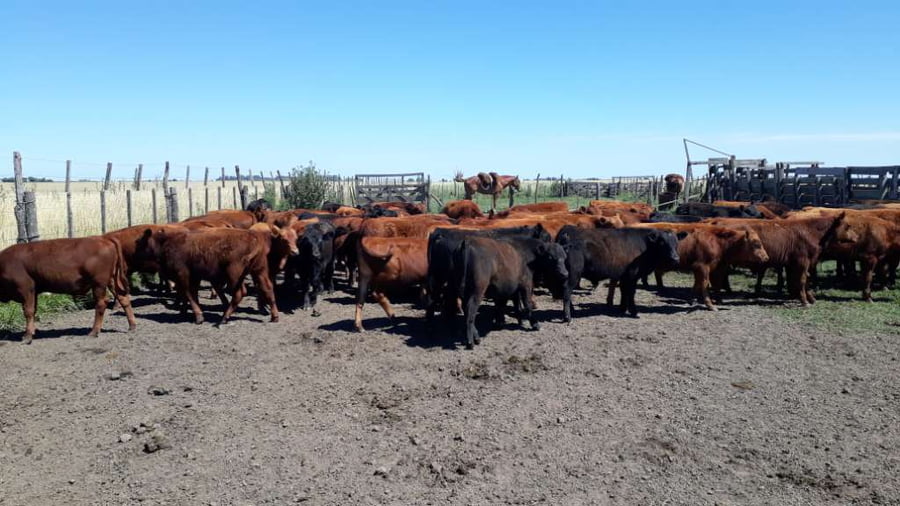 Lote 60 Terneros en Buenos Aires, Gral. Lamadrid