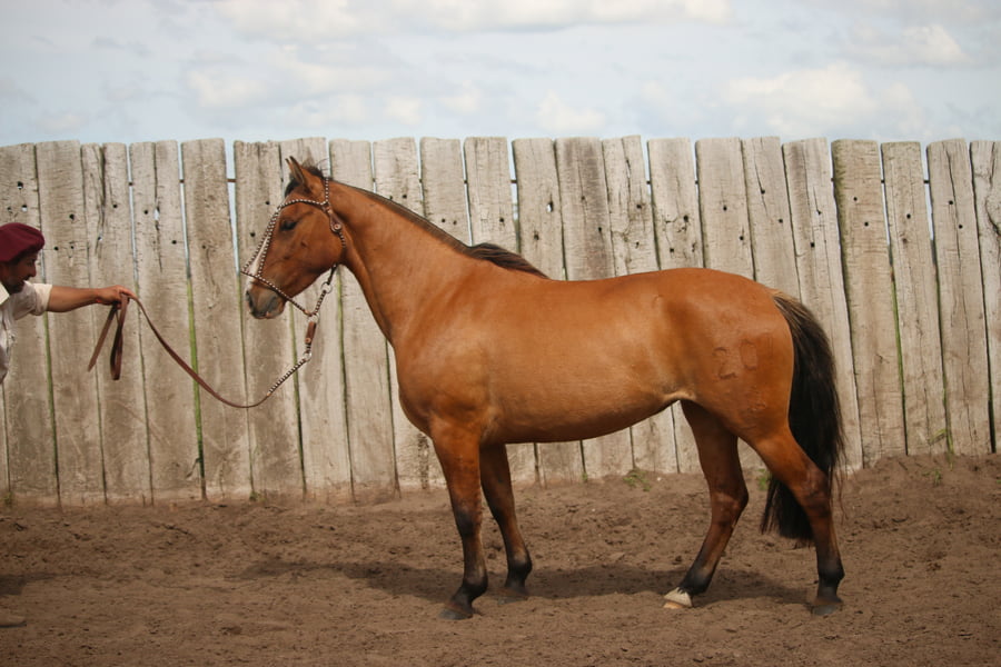 Lote LACAMPANA NUTRIA