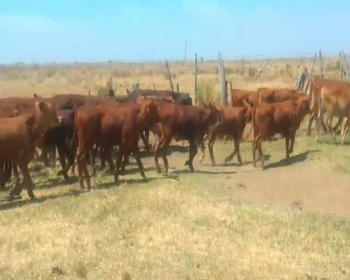 Lote 130 Terneros/as en Virasoro, Corrientes