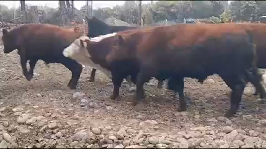 Lote 45 Novillo Gordo en VII  Región Maule, San Clemente