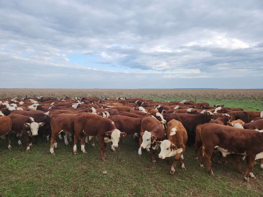 Lote 150 Terneros en Esquina, Corrientes