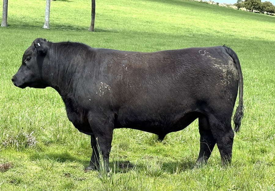 Lote Toros a remate en 4º Remate Don Nestor, Rocha