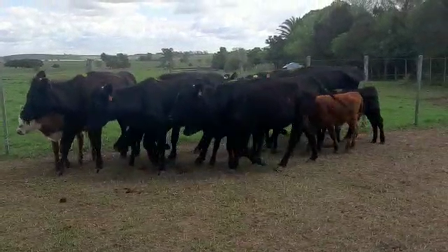 Lote 12 Piezas de cría Angus