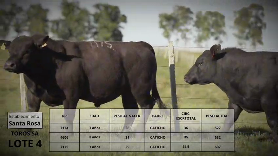 Lote Toros SA Lote 4