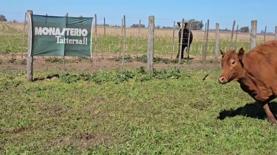 Lote 52 Vaquillonas en Buenos Aires, Gral. Viamonte