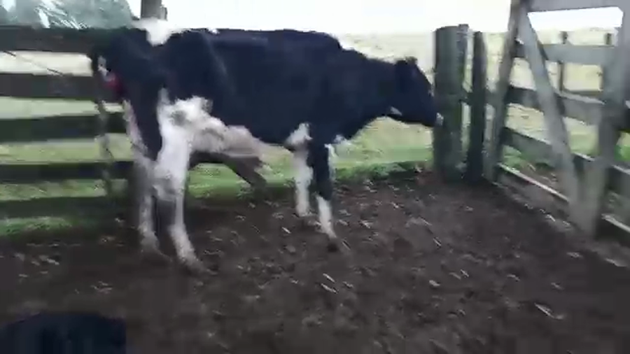 Lote 2 Piezas de cría HOLANDO a remate en PANTALLA CAMY, San José