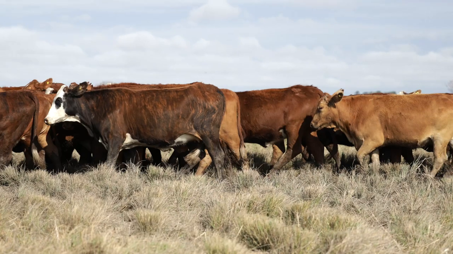 Lote Vaquillas señal 3 preñadas de primavera REMATE AGOSTO 2026
