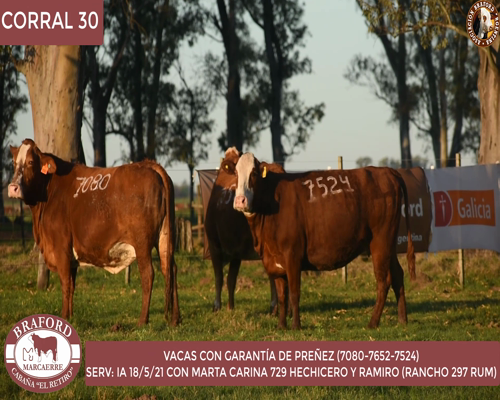 Lote Vaca Braford Cabaña El Retiro