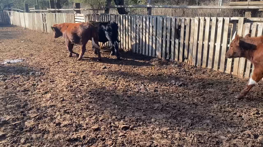 Lote 35 Ternero en Santo Domingo, V  Región Valparaíso