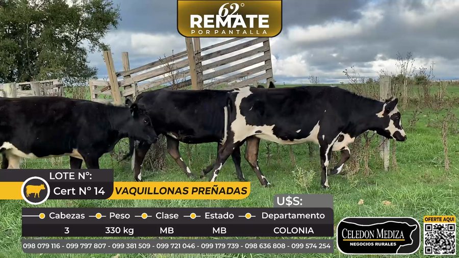 Lote 3 Vaquillonas preñadas en Larañaga, a 12 km de Cardona, Soriano