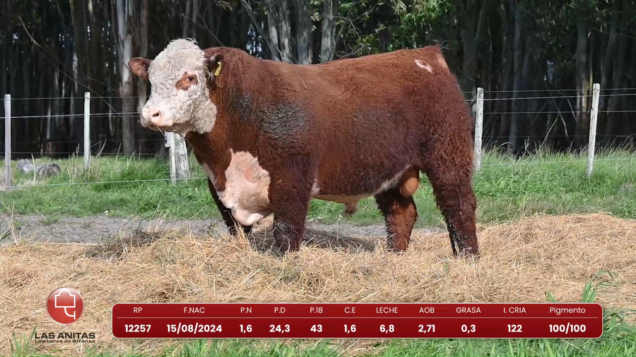 Lote Lote 11