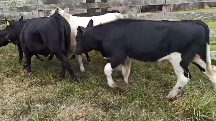 Lote TERNEROS Y TERNERAS