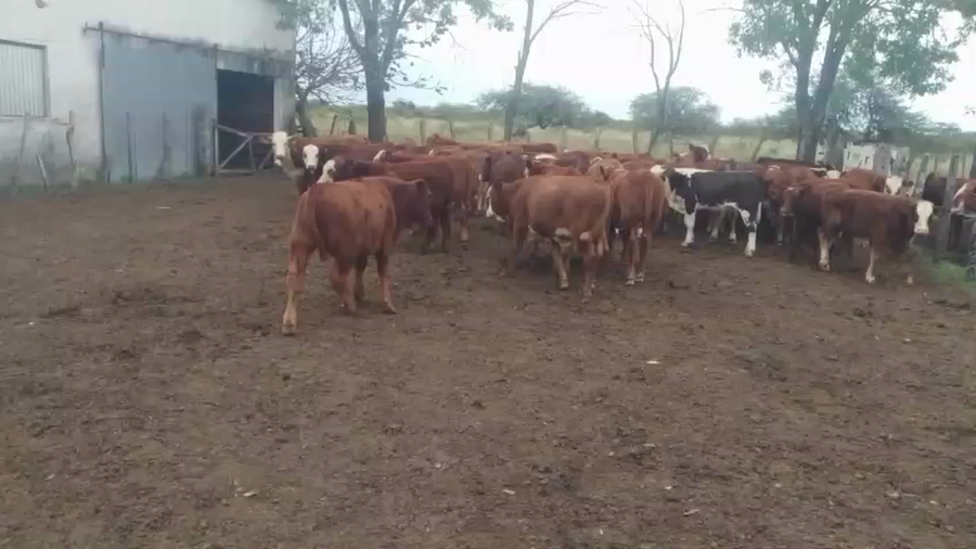 Lote 50 Terneros
