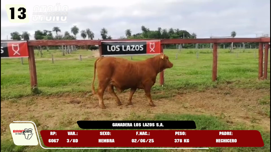 Lote LOTE 13 -DE JUNIOR
