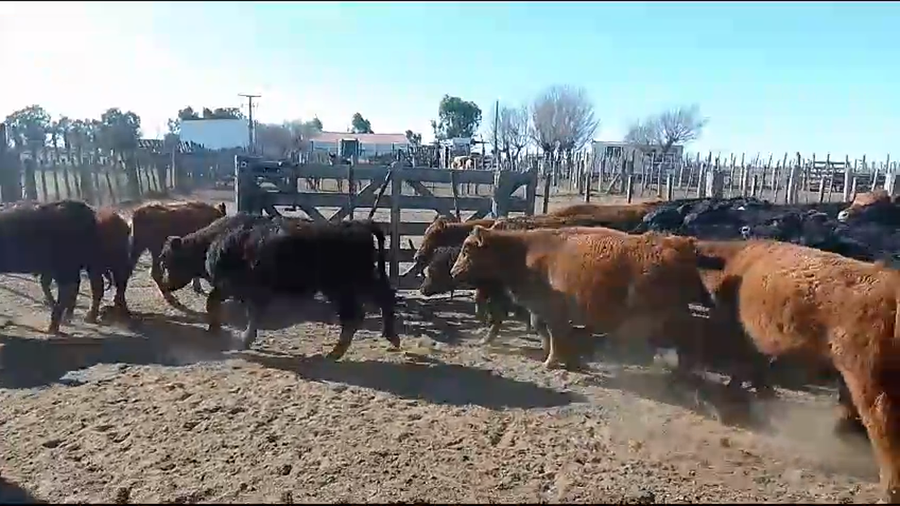 Lote 265 Terneros en Vicuña Mackenna, Córdoba