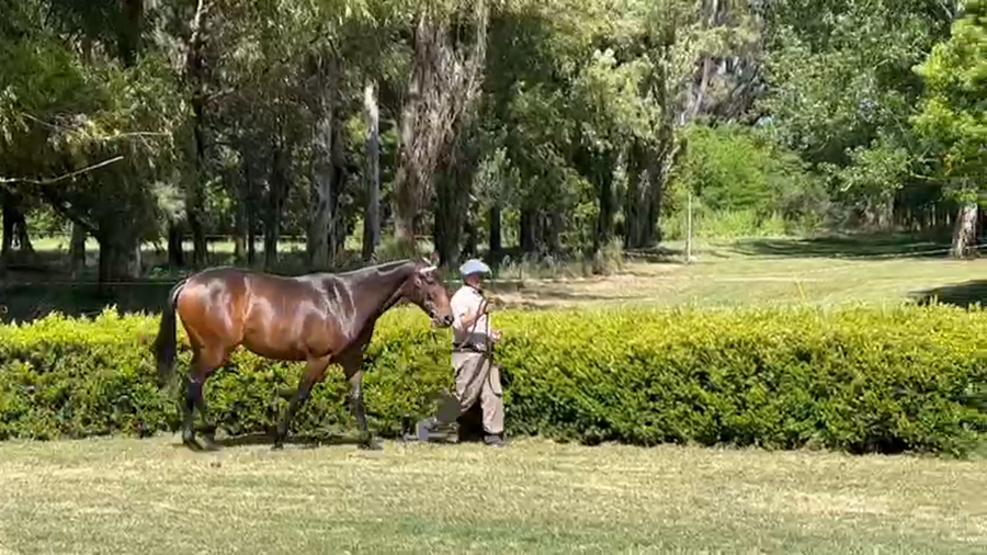 Lote FAX CONCEPCION (FAX BANQUERO - COKI)