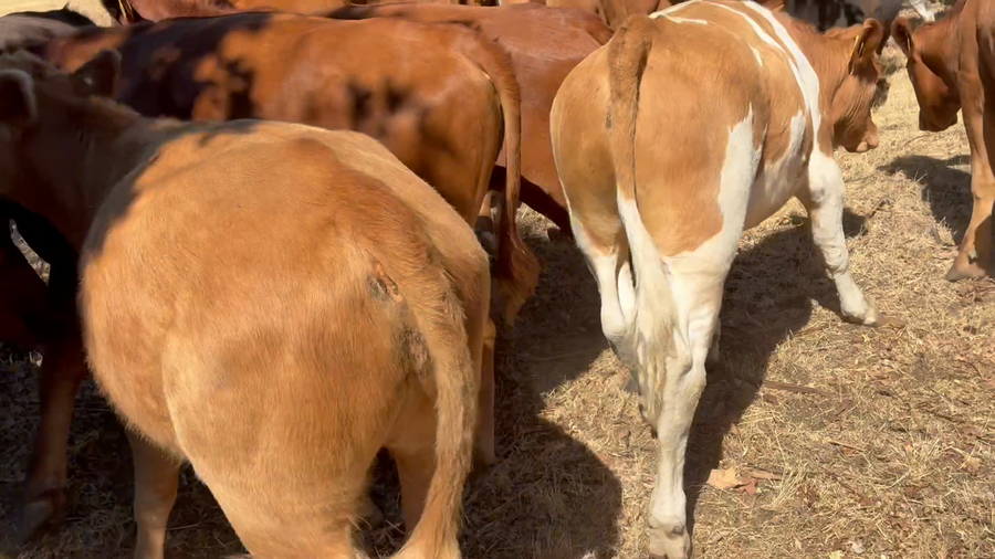 Lote 101 Novillo Engorda en Cauquenes, VII  Región Maule