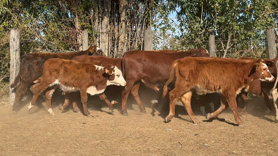 Lote 120 Terneros en Corrientes, San Roque