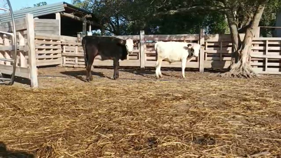 Lote 8 Terneros y Terneras AA-HER-HOL a remate en 4to remate ENTRE MARTILLOS 170-180kg -  en Carreton