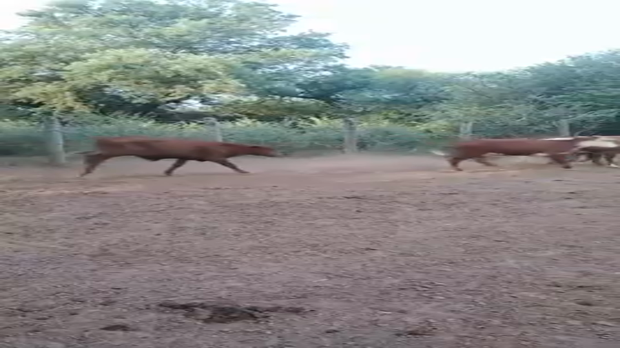 Lote 160 Novillitos en Juan José Castelli, Chaco