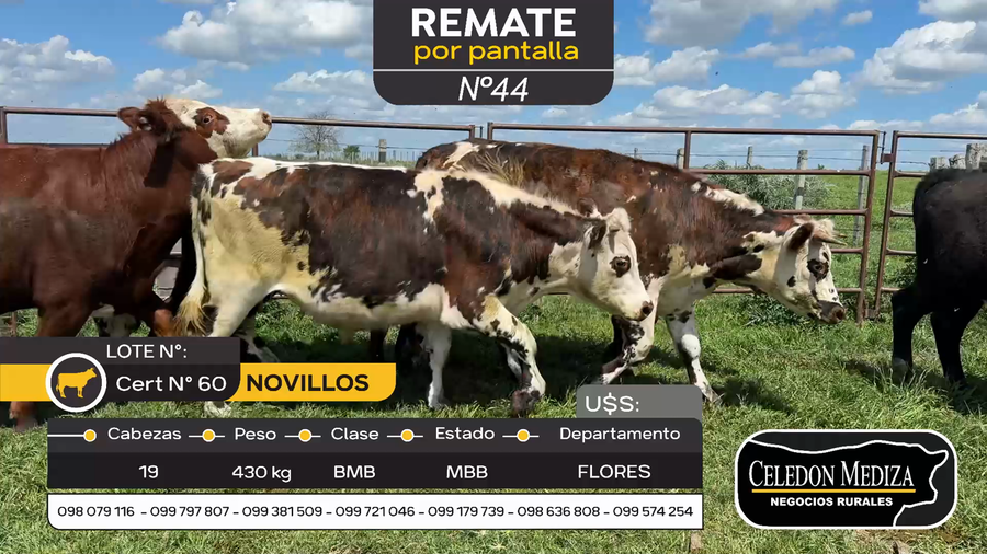 Lote 19 Novillos en Otra Localidad, Flores