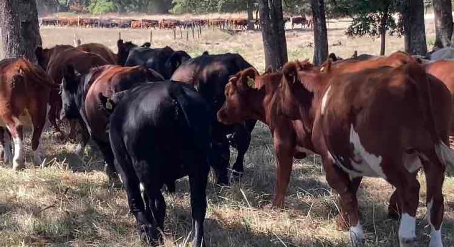 Lote 30 Novillo Engorda en Los Lagos, XIV Región Los Ríos