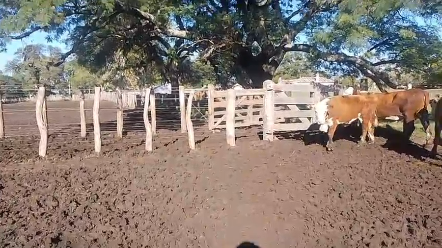 Lote 35 Vacas de invernar