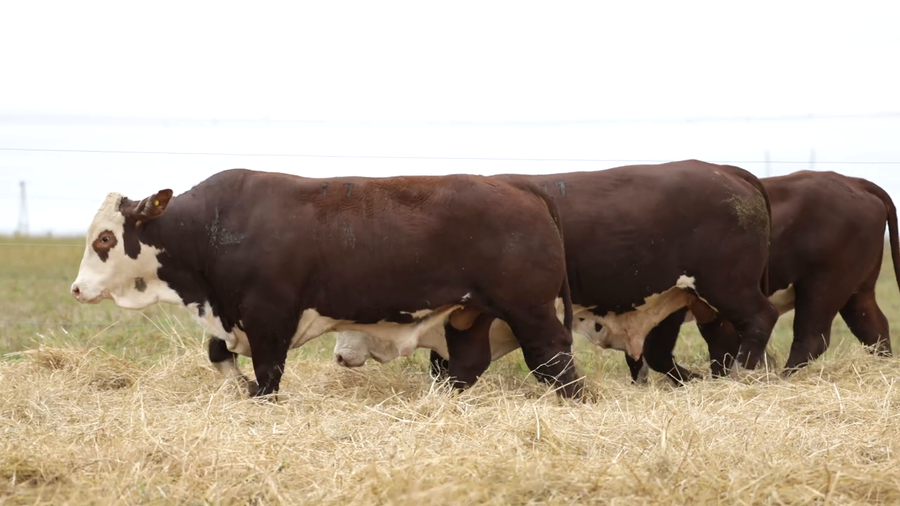 Lote Toros