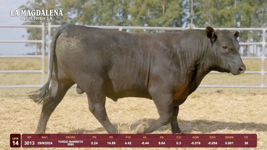 Lote Lote 14 - Angus