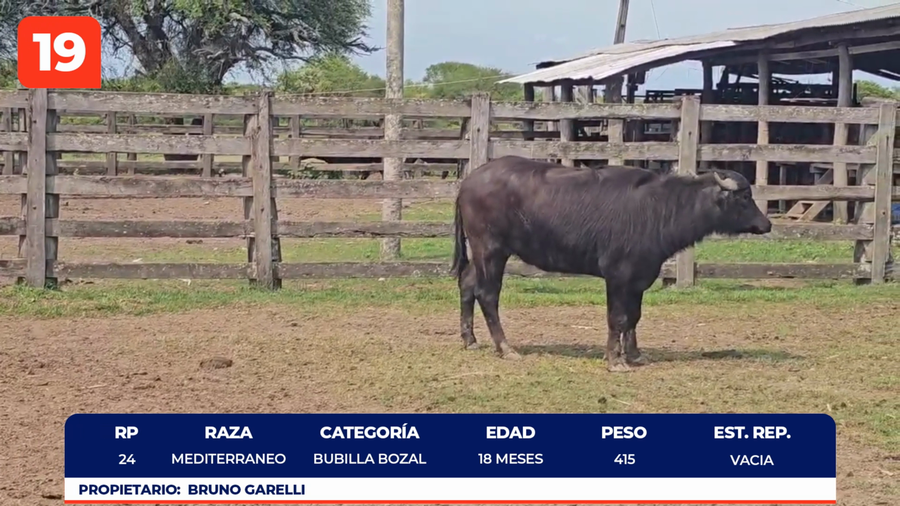 Lote LOTE 19