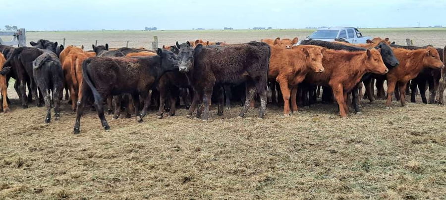 Lote 70 Vaquillonas en Gral. Lamadrid, Buenos Aires