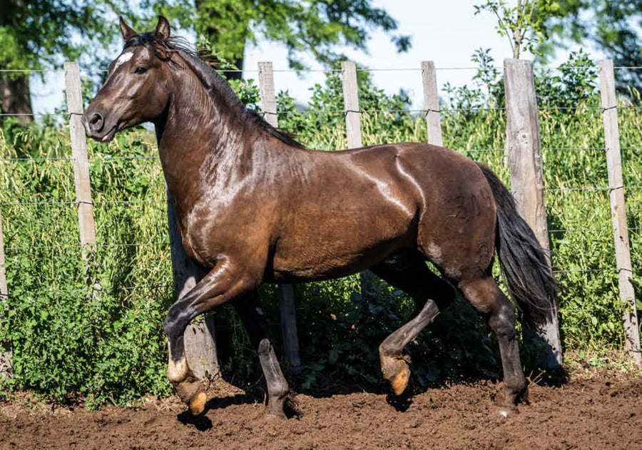 Lote DEL OESTE FLOREADO
